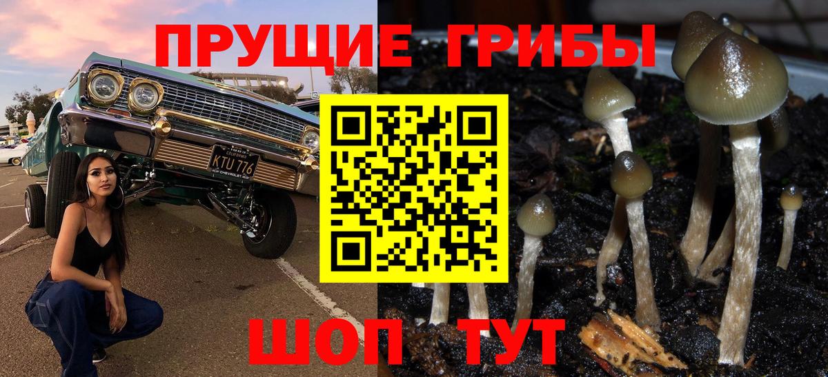 Галлюциногенные грибы Psilocybine cubensis Избербаш
